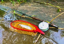 Fly-fishing Photo of Yamame shared by Maki Caenis | Fly dreamers 