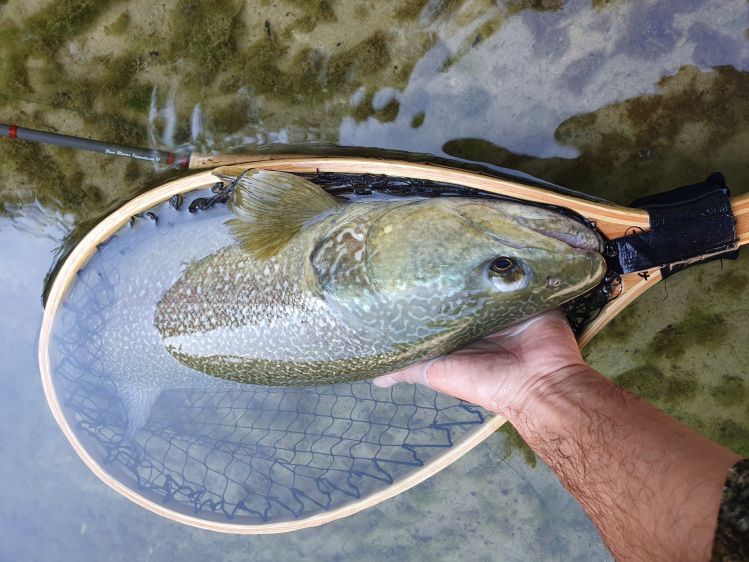 Soča trout