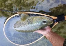 Fly-fishing Picture of Marble Trout shared by Simon Urbas | Fly dreamers