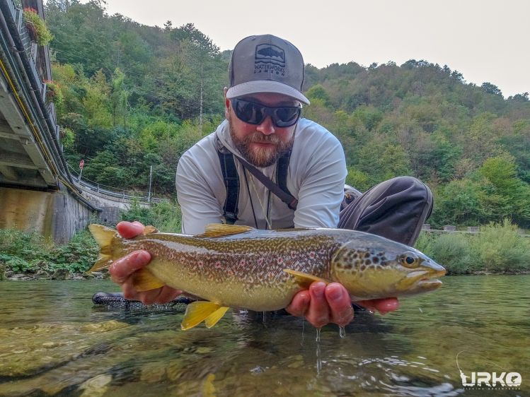 Beautiful hybrid between brown trout and marble trout