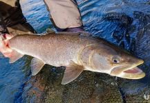 Fly-fishing Situation of Hucho Hucho shared by Uros Kristan - URKO Fishing Adventures 