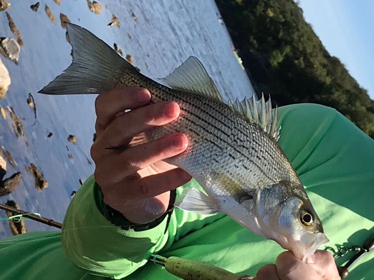 The brazos river here in Texas is a great fishery. Clouser minnow all day in plunge pools and tail outs. 