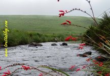 Salmo fario Fly-fishing Situation – Andrew Fowler shared this Impressive Photo in Fly dreamers 