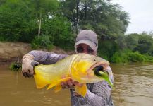 Fly-fishing Image of Golden dorado shared by Pablo Gustavo Castro | Fly dreamers