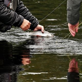 Returning a Grayling on River Tees