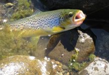 Fly-fishing Picture of brown trout shared by Juan Manuel Zaffora | Fly dreamers