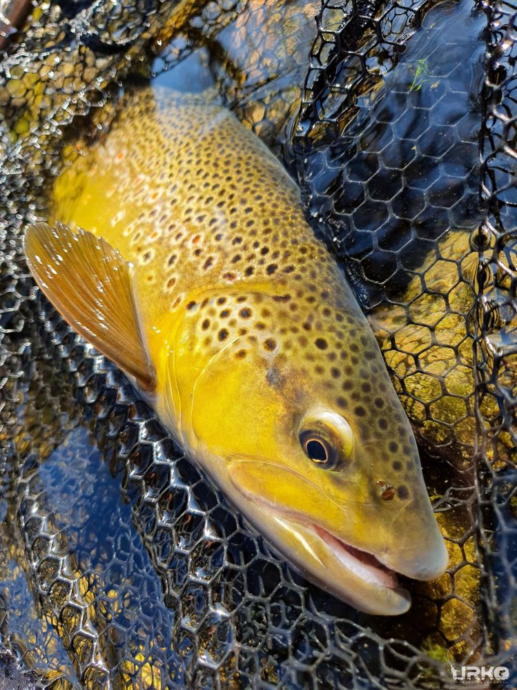 In 9 days all trout season starts in Slovenia.