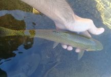 NICOLAS MONGE 's Fly-fishing Picture of a Rainbow trout | Fly dreamers 