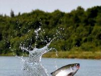 Foto de pesca con mosca