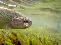 Fly fishing picture