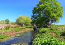  Trucha marrón – Situación de Pesca con Mosca – Por Martin Langlands