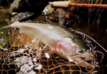 Maki Caenis 's Fly-fishing Picture of a Rainbow trout | Fly dreamers 