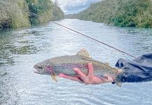 Matapiojo  Lodge 's Fly-fishing Picture of a Rainbow trout | Fly dreamers 