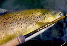 Martin Langlands 's Fly-fishing Photo of a Brownie | Fly dreamers 