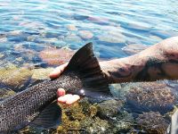 Foto de pesca con mosca