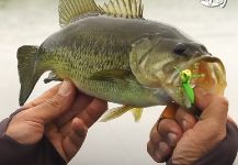  Foto de Pesca con Mosca de Oswego bass compartida por Kid Ocelos | Fly dreamers