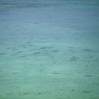 Sight fishing on the Great Barrier Reef