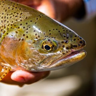 Foto de pesca con mosca