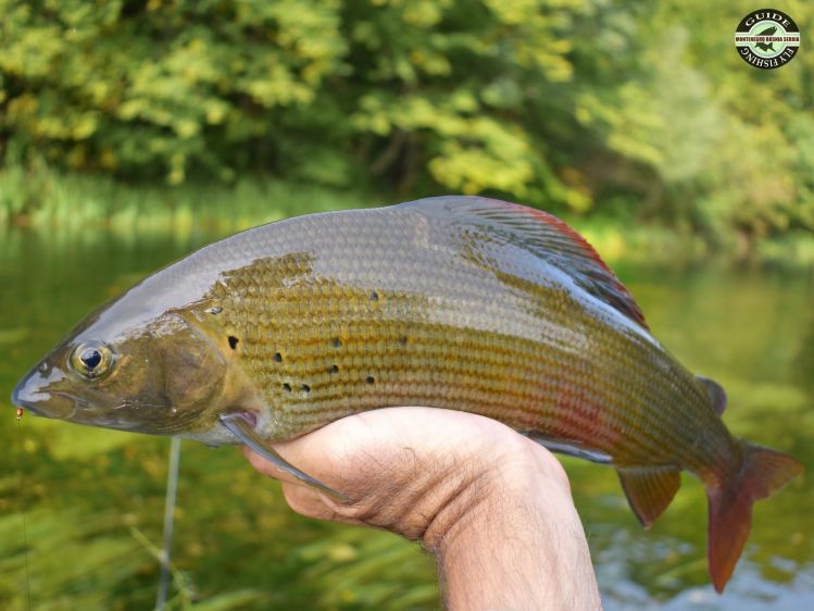 Grayling from Ribnik, Bosnia