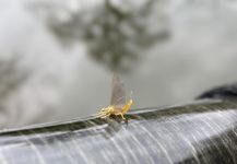  Fotografía de Pesca con Mosca de Salmo fario por Jason McReynolds | Fly dreamers