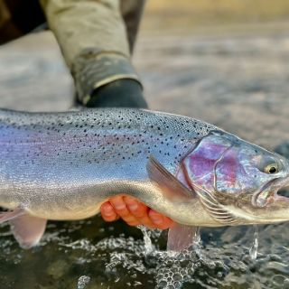 Fly fishing picture