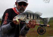Fly-fishing Picture of Peacock Bass shared by Kid Ocelos | Fly dreamers