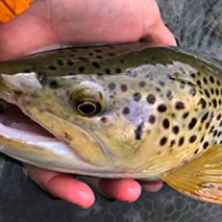 What a monster #bigboy #browntrout, river Idrijca