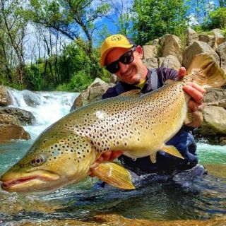 Brown trout from Catalonia "secret place"