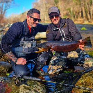 brown trout from river Ter (Catalonia)