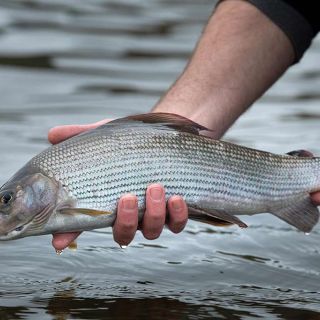 Some of the worlds best Grayling rivers