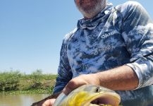  Golden dorado – Excelente Situación de Pesca con Mosca – Por Leonardo Scarone