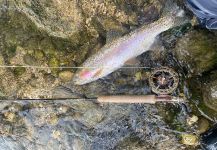 Karlheinz Stern 's Fly-fishing Photo of a Rainbow trout | Fly dreamers 