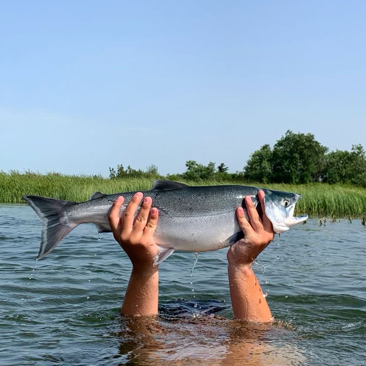 Alagnak River, Alaska, King Salmon, Aalaska, United States