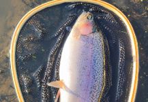 Vollweiter  Rodrigo  's Fly-fishing Photo of a Rainbow trout | Fly dreamers 