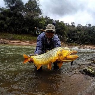 Golden Dorado Fly Fishing in Popayan River