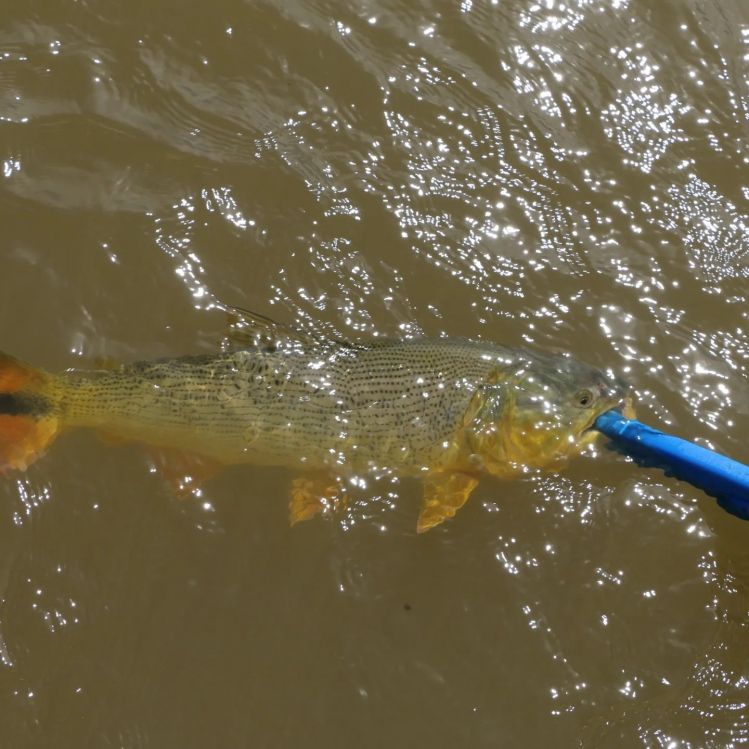 Dorado en el Parana Superior