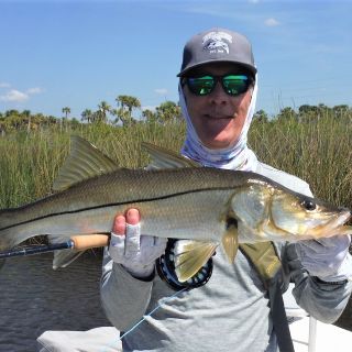 Shallow water Snook