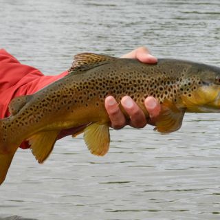 Foto de pesca con mosca