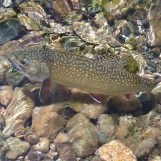 Foto de pesca con mosca