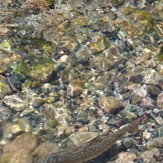 Foto de pesca con mosca