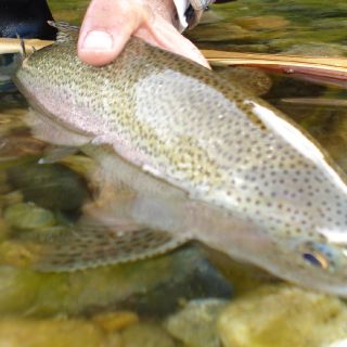 Foto de pesca con mosca