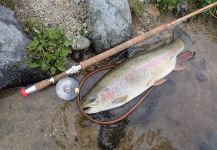 Rainbow trout.