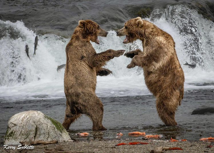 Alagnak River, Alaska, King Salmon, Alaska, United States