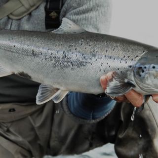 Foto de pesca con mosca