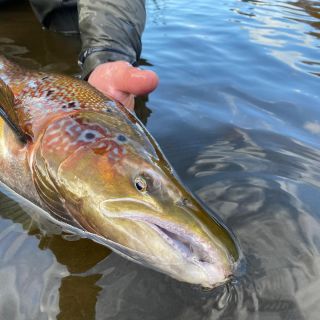 Big salmon at Heidarvatn