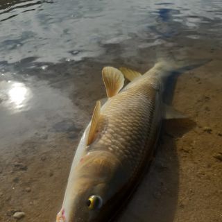 Fly fishing picture