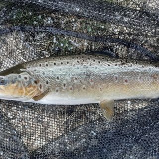 Fly fishing picture