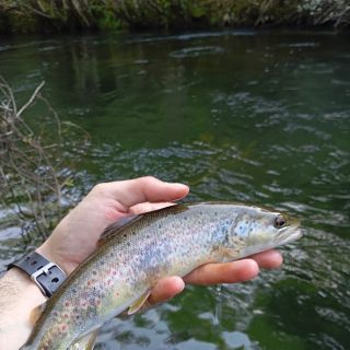 Fly fishing picture