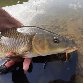 Foto de pesca con mosca