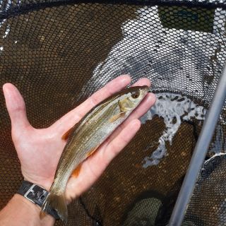 Foto de pesca con mosca